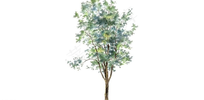 桑树