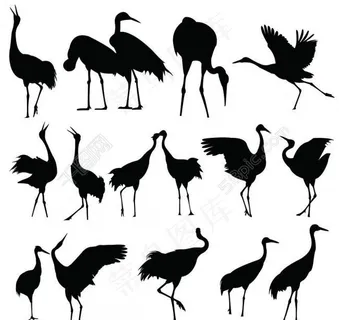 丹顶鹤剪影图片