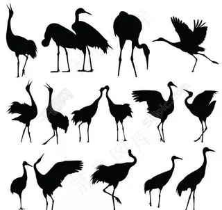 丹顶鹤剪影图片