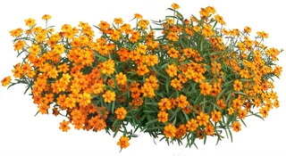 高清免抠植物多花百日菊