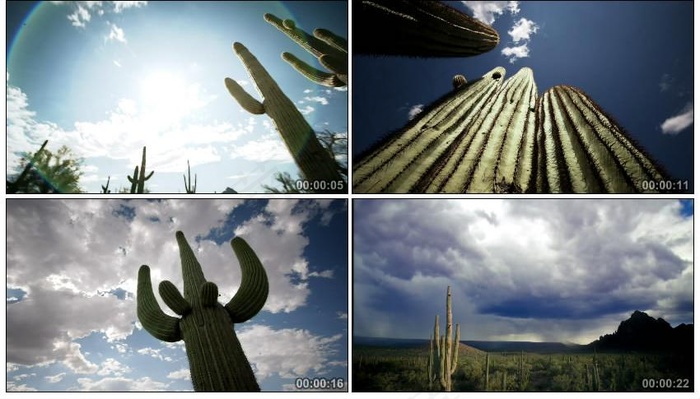 仙人掌实拍视频素材