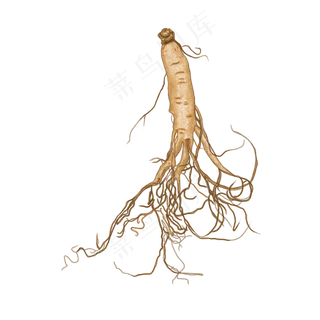 养生物品人参养生物品人参