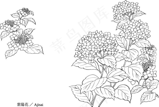 手绘丁香花ai矢量模版下载