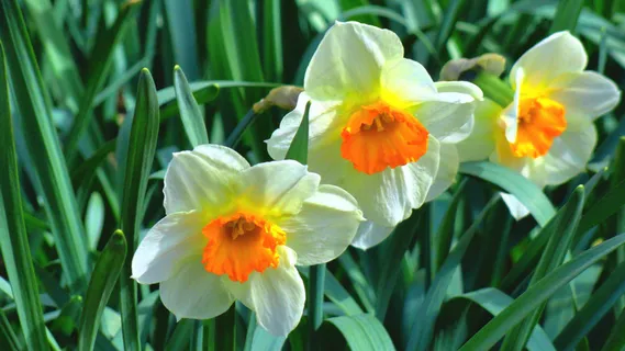 漂亮的水仙花 漂亮的水仙花