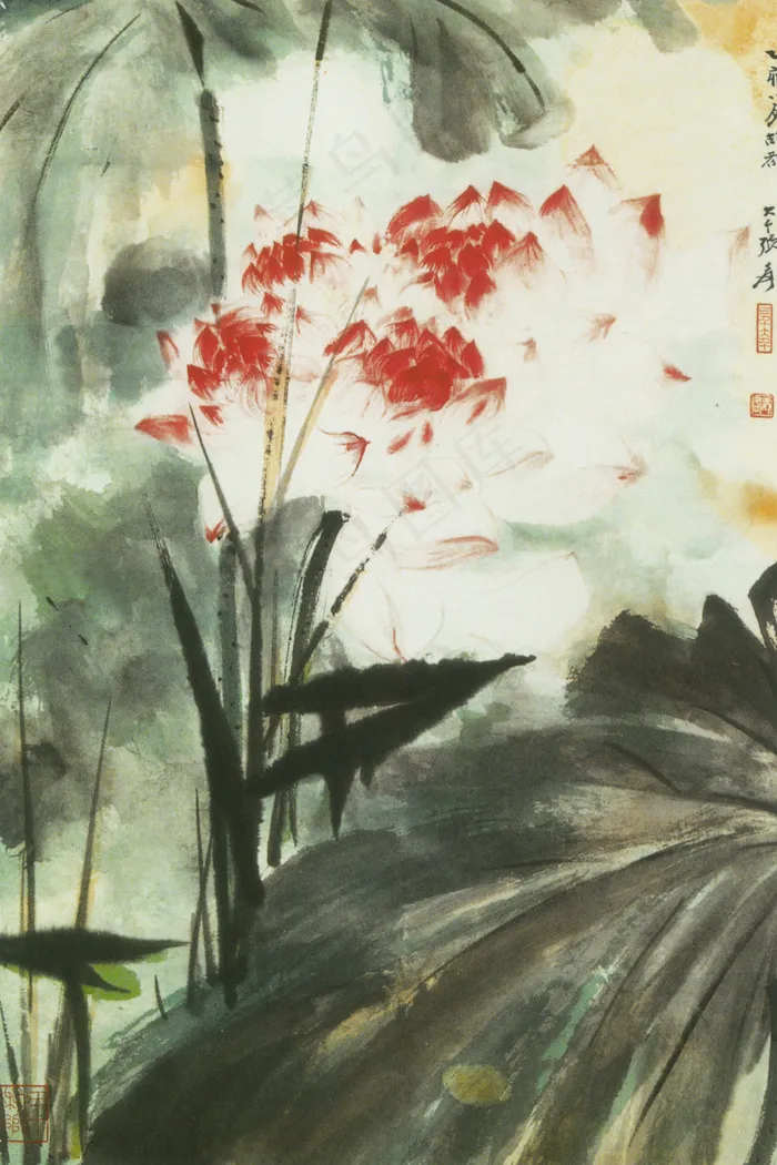 荷花