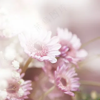 花朵 花朵