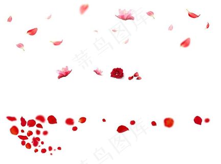 花瓣素材图片