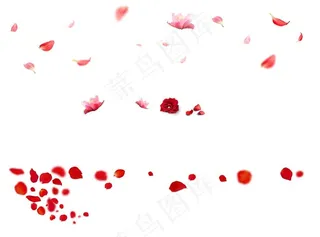 花瓣素材图片