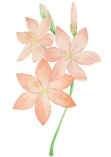 粉色鲜花 手绘鲜花