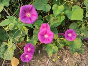牵牛花