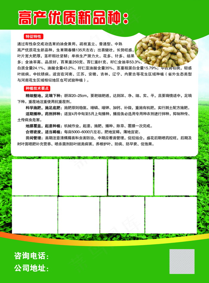 彩页  花生种子彩页    花生种子