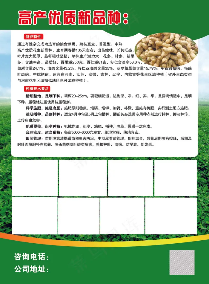 彩页  花生种子彩页    花生种子psd模版下载