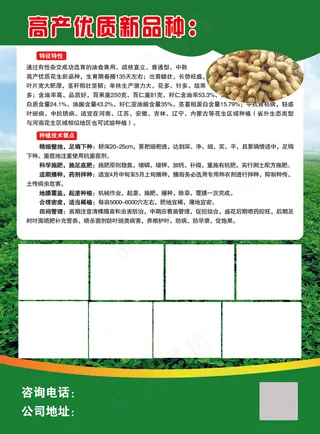 彩页  花生种子彩页    花生种子