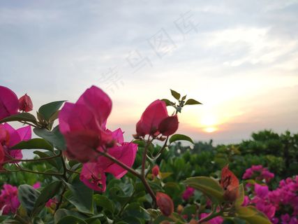 傍晚海边的三角梅