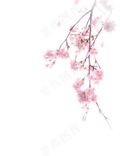 唯美中国古风水彩插画樱花