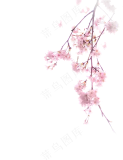 唯美中国古风水彩插画樱花