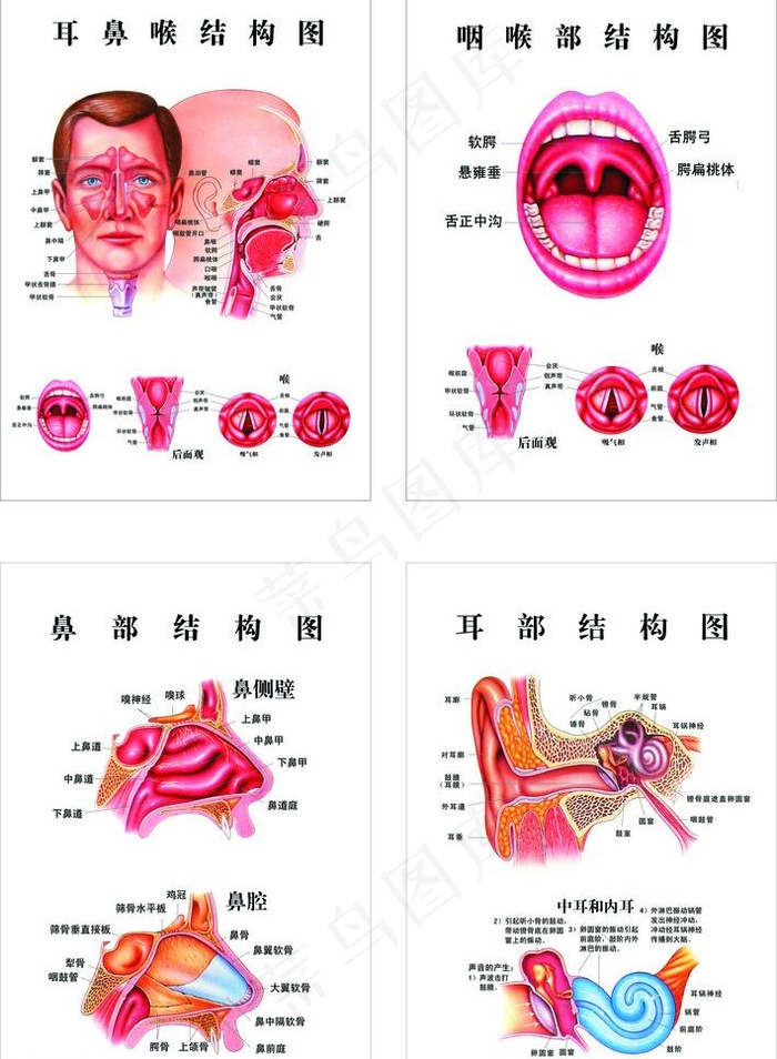 五官 结构图图片cdr矢量模版下载