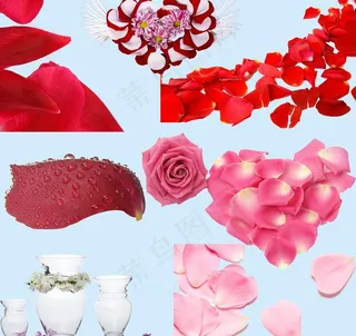 花瓣素材图片