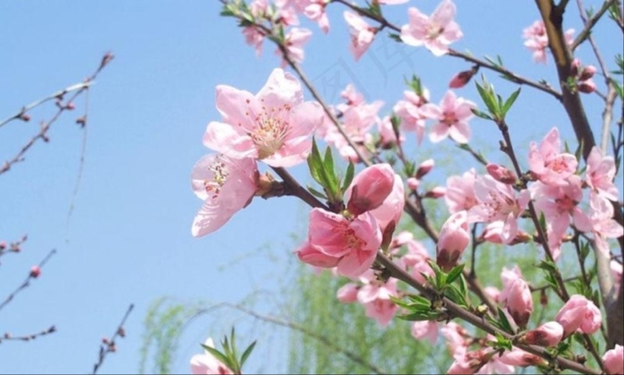 鲜花图片下载/布艺素材/春天的桃花