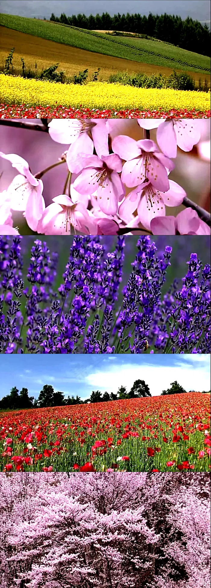 高清实拍山坡花海视频