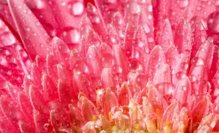 菊花水滴水珠图片