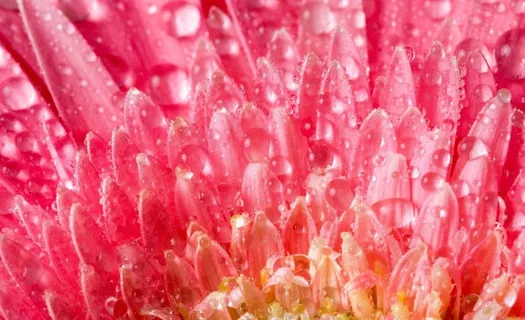 菊花水滴水珠图片 菊花水滴水珠图片