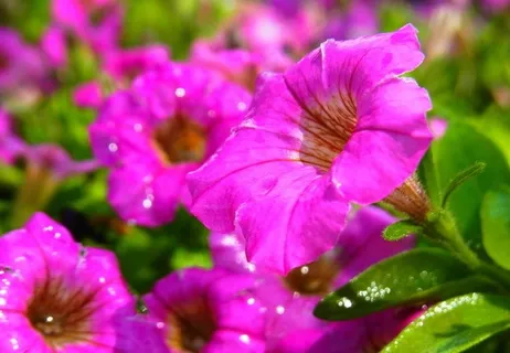 紫色喇叭花图片