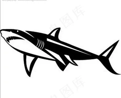 鲨鱼图片