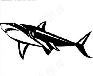 鲨鱼图片