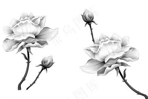 中国风 荷花图片