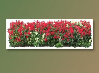 高清免抠植物一串红