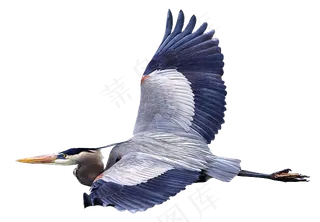 免抠png图片ps素材飞鸟