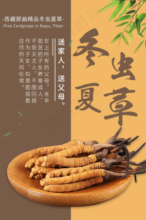 简约虫草海报