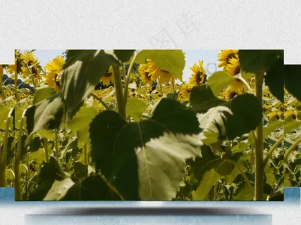 实拍太阳花向日葵花海视频素材