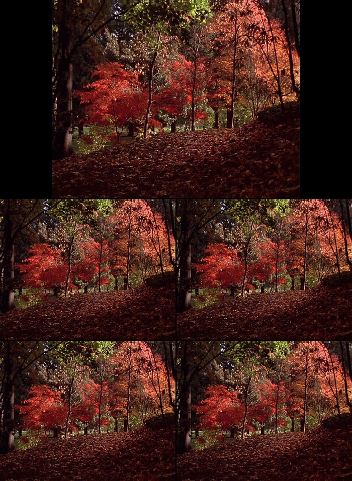 秋天森林红叶飘落视频素材下载