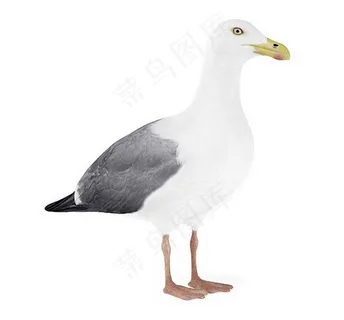 鸽子 鸽子模型 动物图片