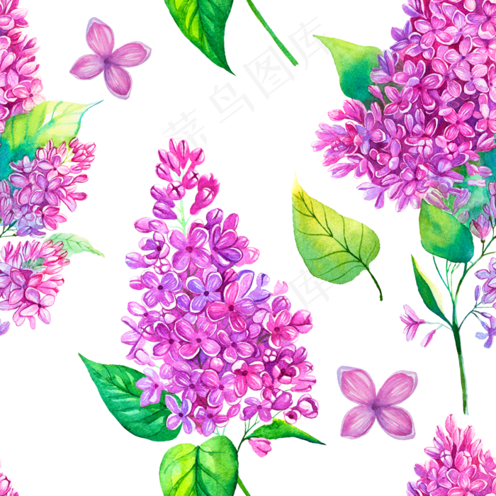 水彩丁香花花卉插图AI PNG J...