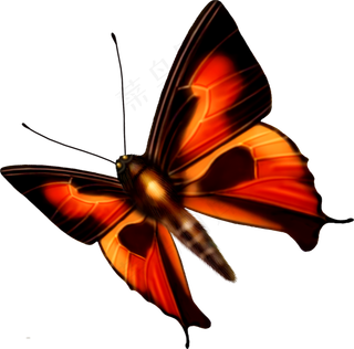 免抠png图片ps素材蝴蝶