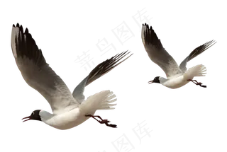 动物免抠png图片ps素材飞鸟