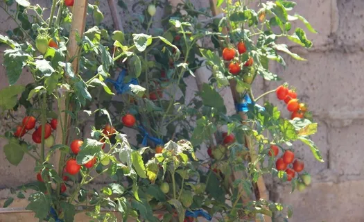 农家小番茄图片 农家小番茄图片