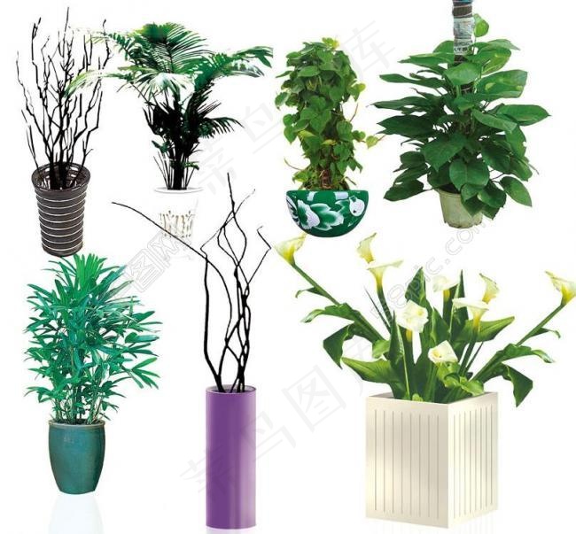 精致植物摆件图片