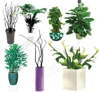 精致植物摆件图片