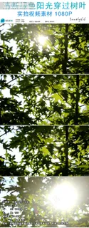 清新绿色阳光穿透树叶实拍视频素材