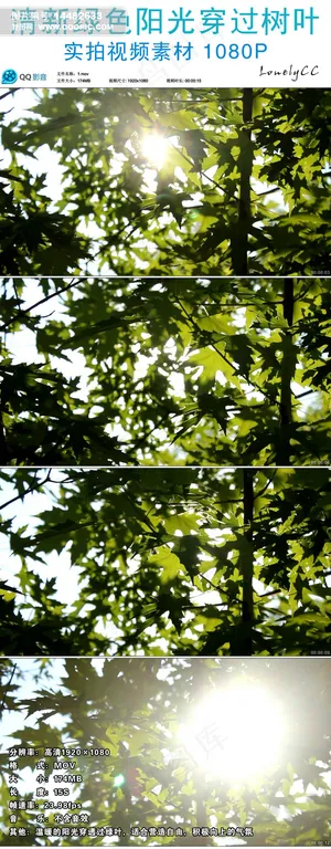 清新绿色阳光穿透树叶实拍视频素材