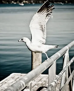 欧美商务风格网站HTML5模板