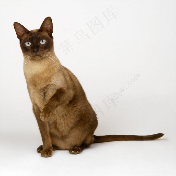 可爱宠物猫图片