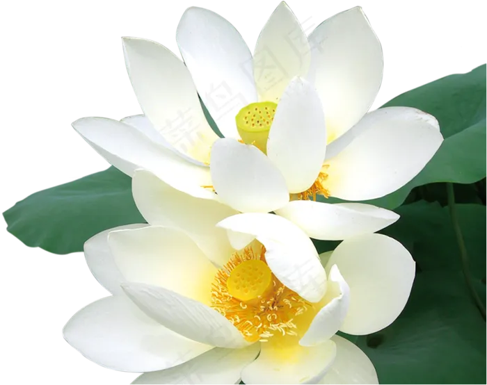 白色荷花
