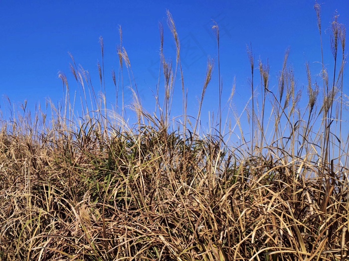 高清野草芦苇图