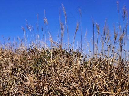 高清野草芦苇图