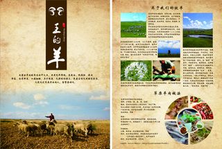 草原羊宣传单